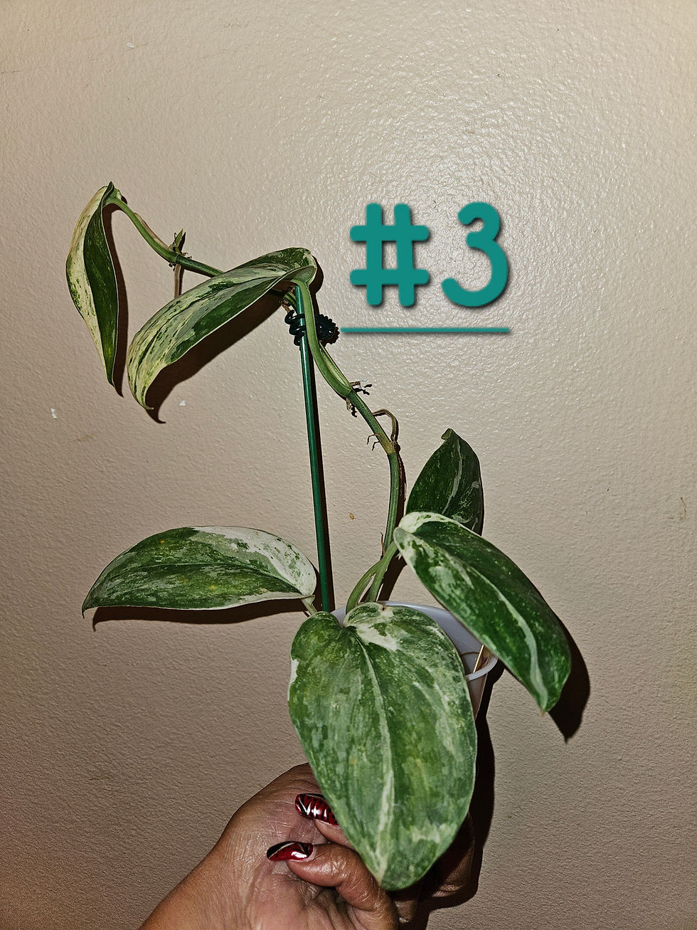 Miniature : Scindapsus Exotica 'Acintya'