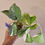 Miniature : Scindapsus Mahabarata