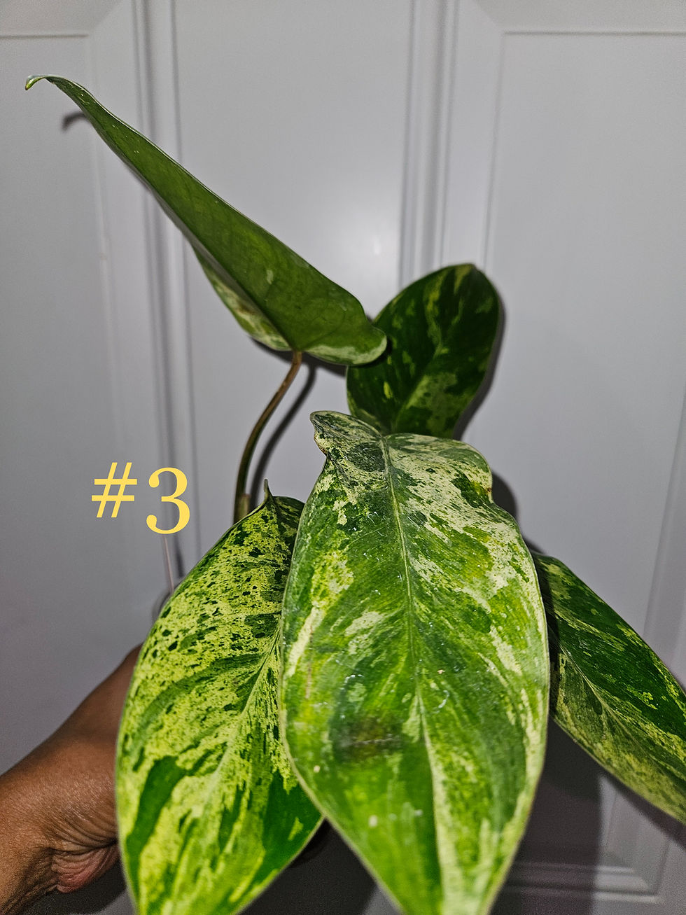 Thumbnail: Philodendron Emerald Queen