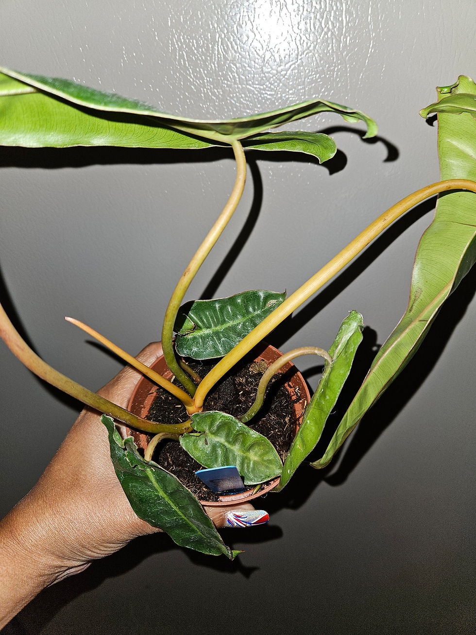 Миниатюра: Philodendron Billietiae
