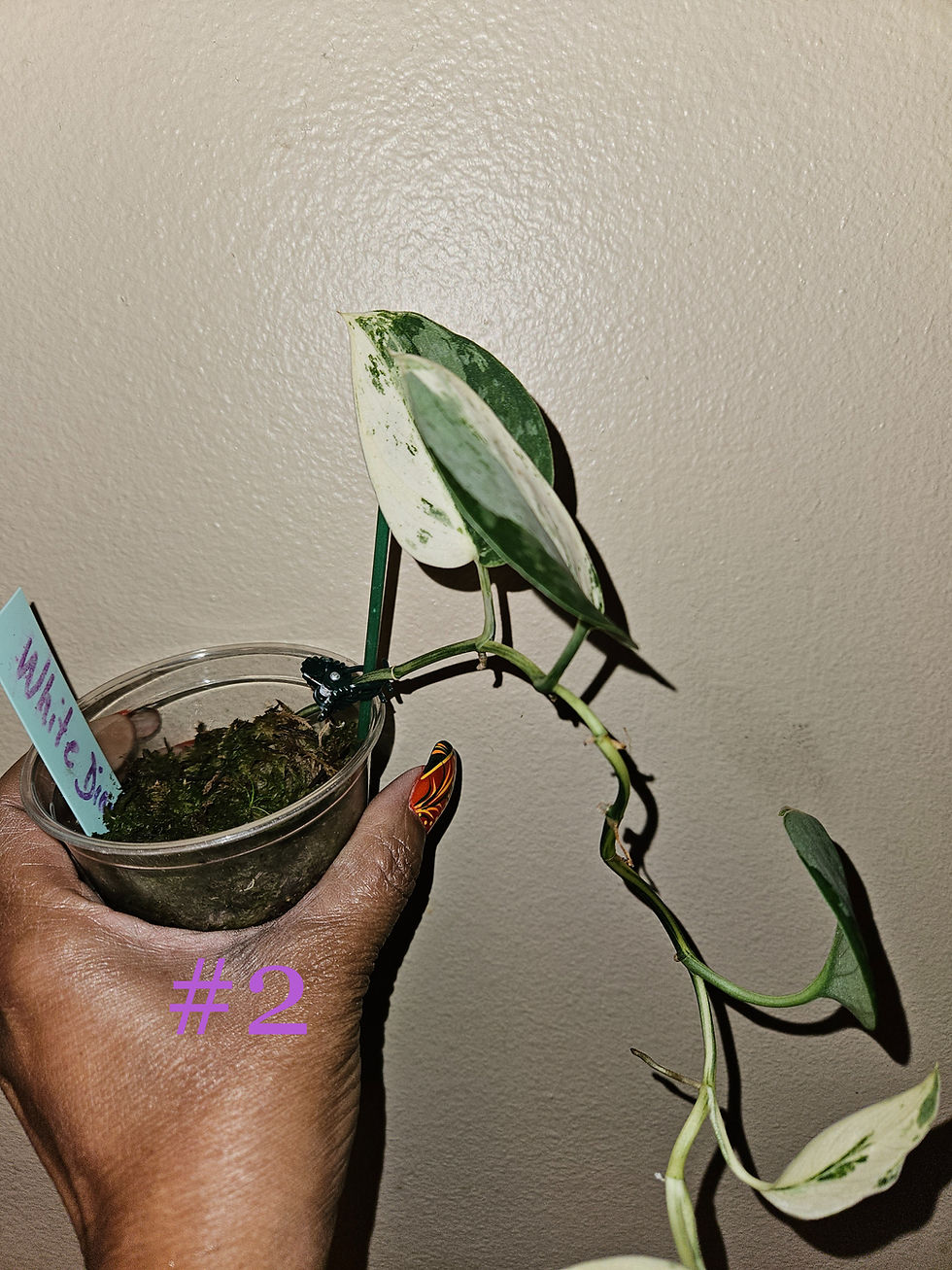 Miniature : Scindapsus White Diamond