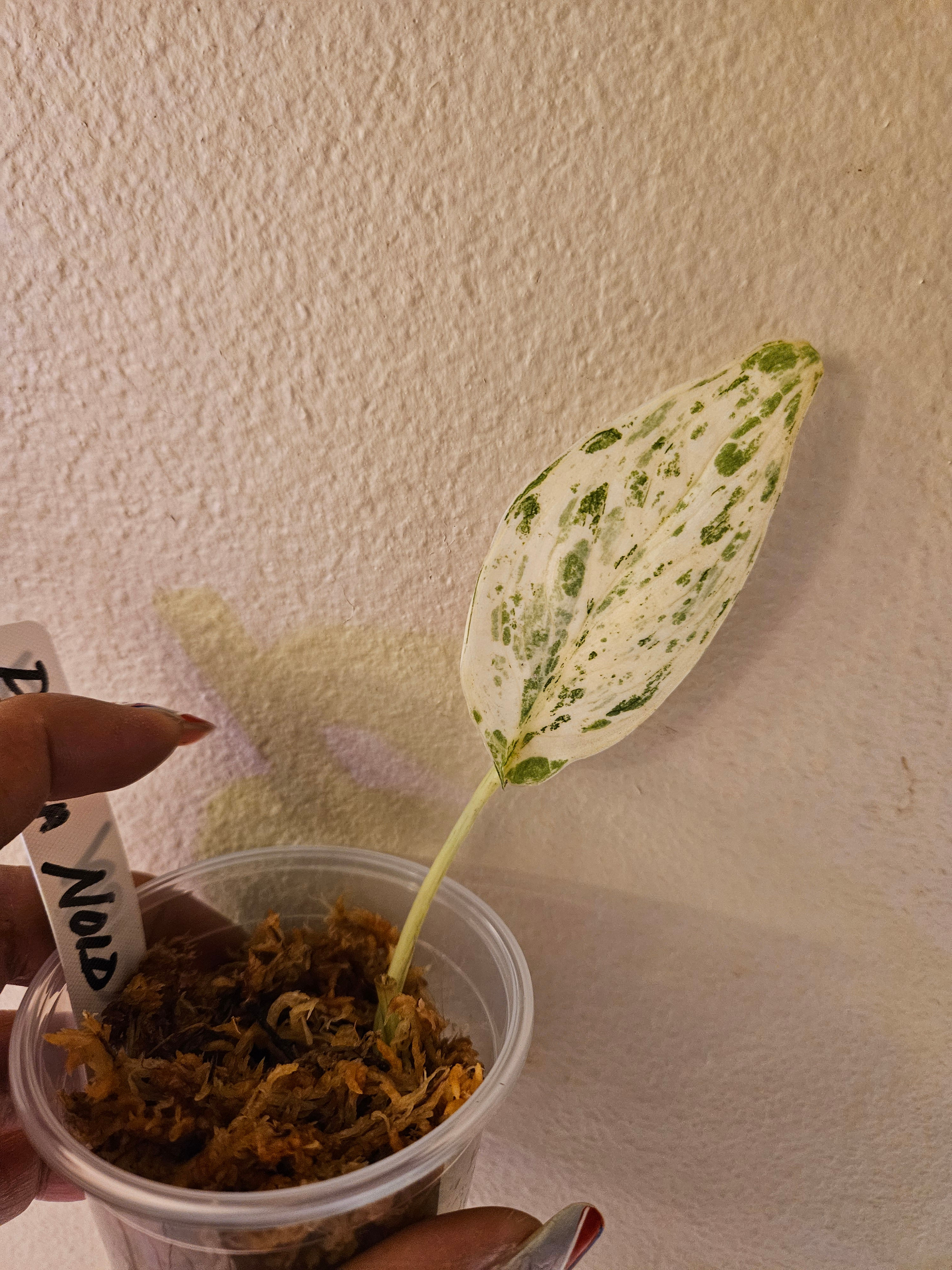 Scindapsus Exotica NOID