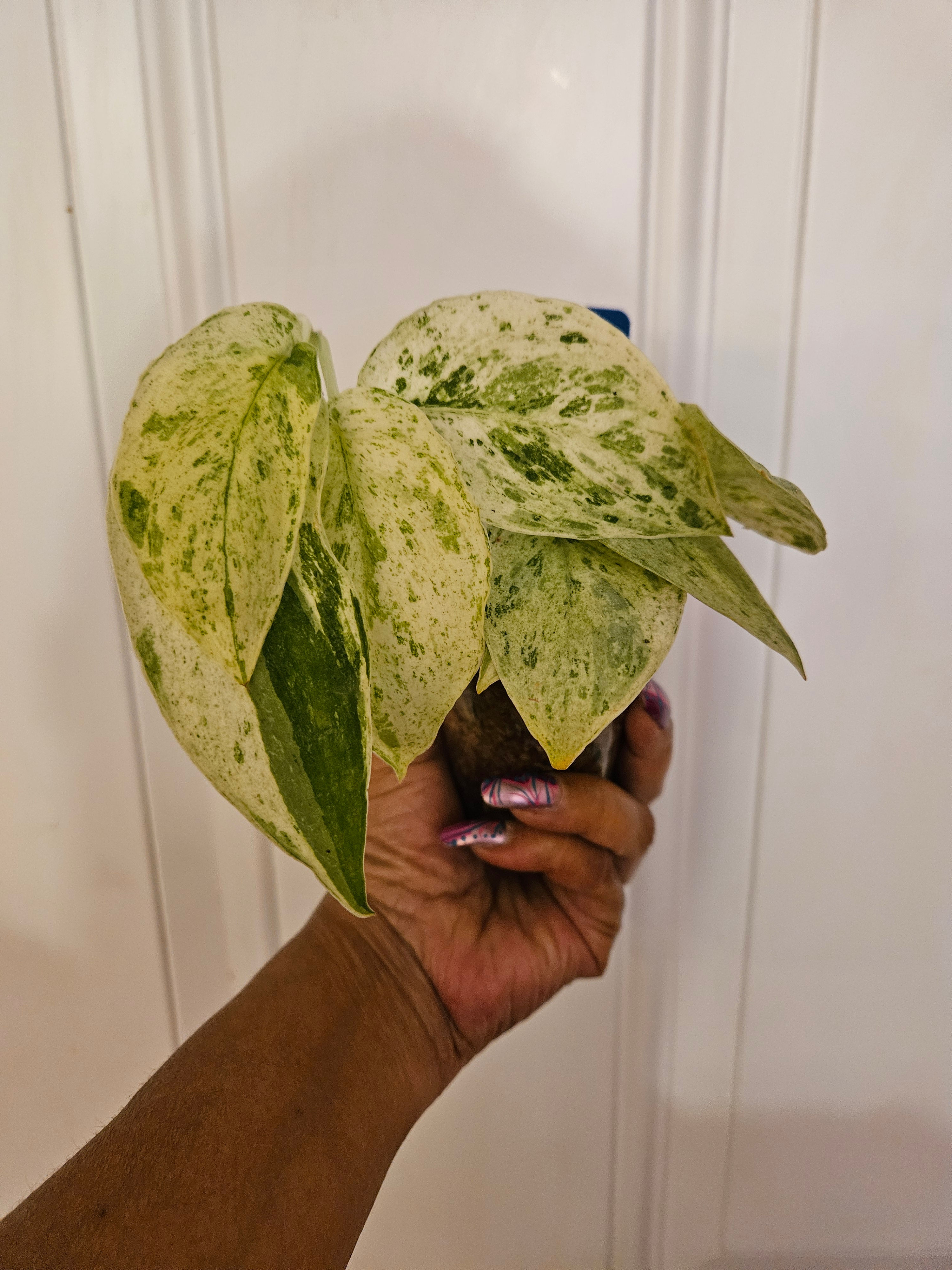 Scindapsus Pictus Cream Blue