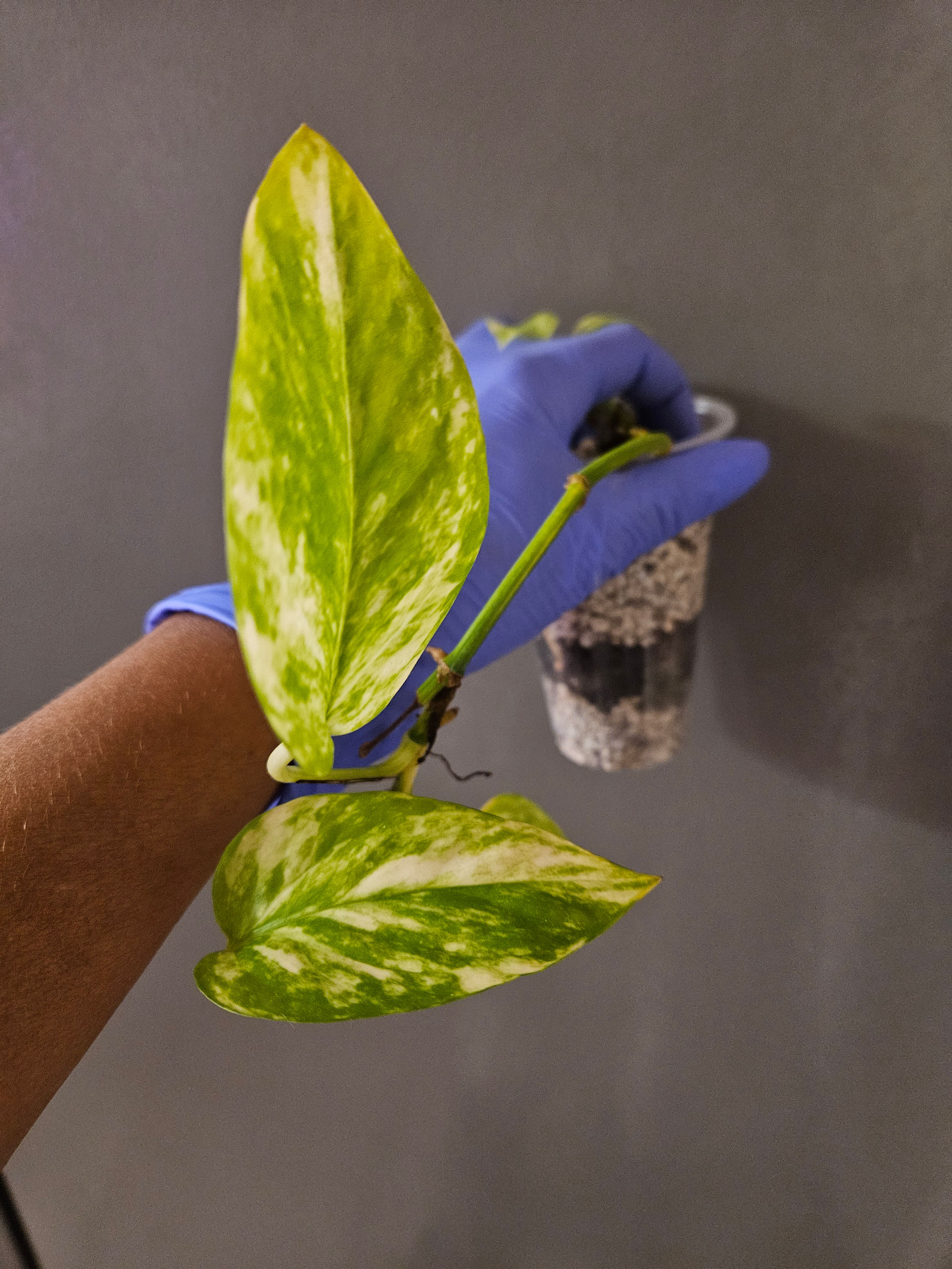 Epipremnum Aureum 'Happy Day'