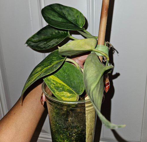 Scindapsus Garawa | P-Leaves' POP