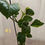 Miniaturbild: Epipremnum Aureum Manjula Poonsin