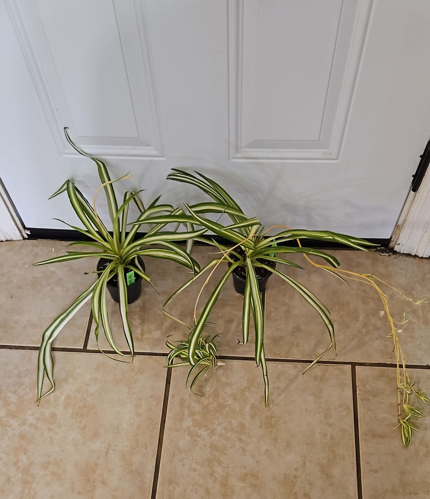 Chlorophytum Comosum Variegated Spider Plant