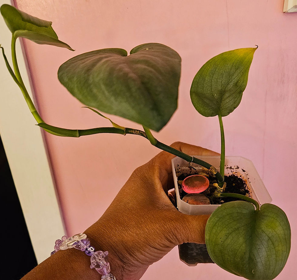 Scindapsus Pictus 'Platinum'