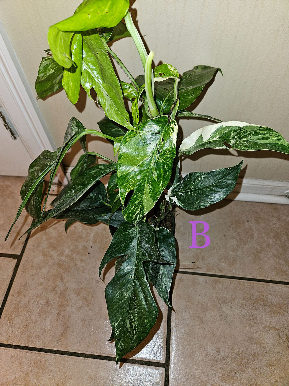 Miniatura: Epipremnum Pinnatum Albo
