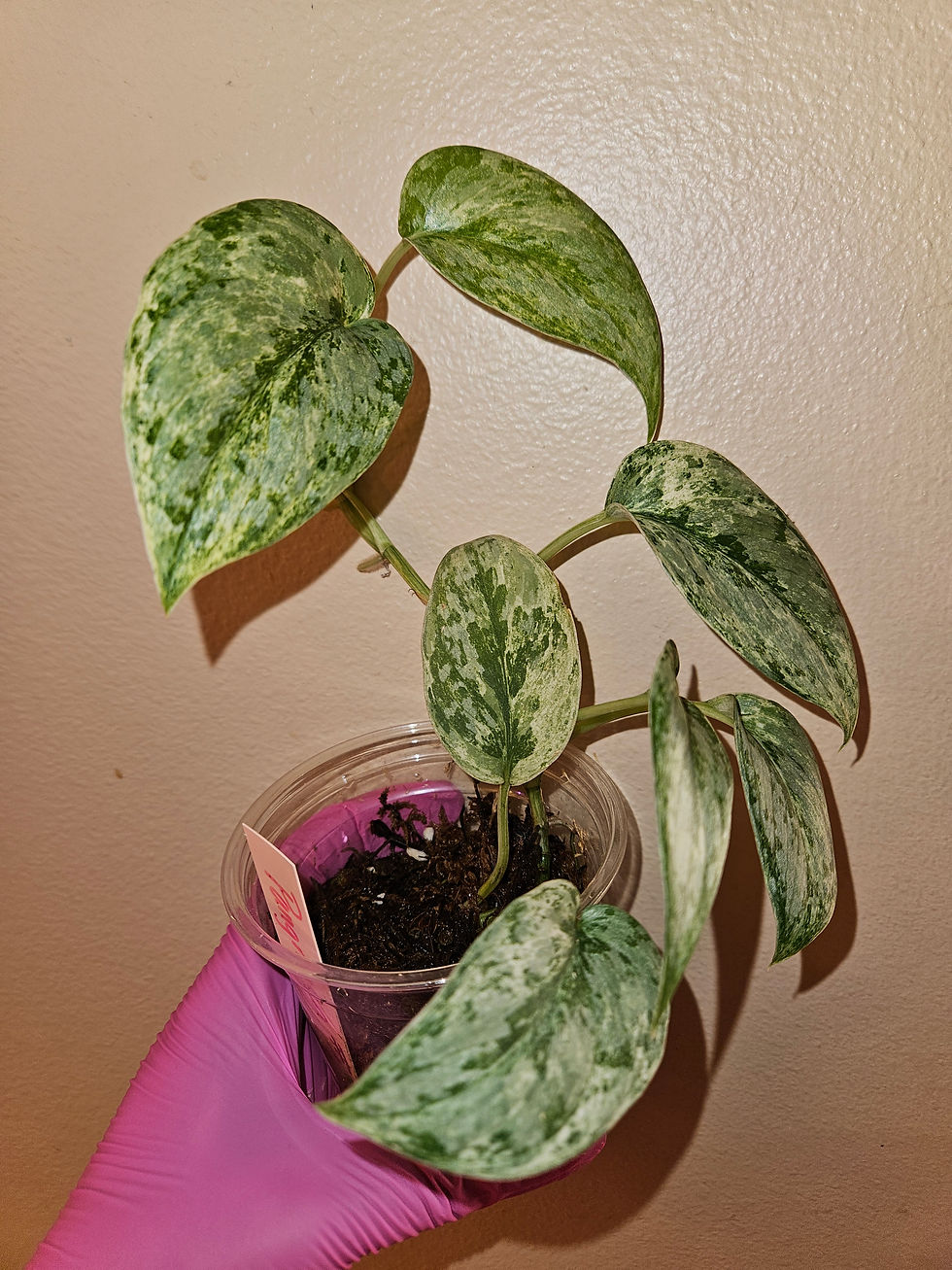 Scindapsus Pangrango