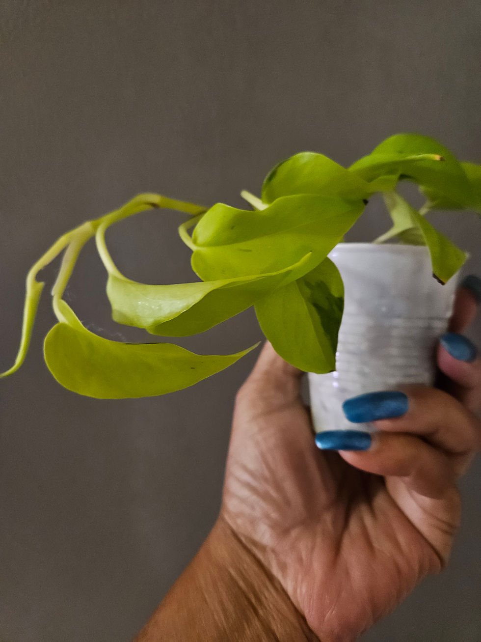 Miniatura: Epipremnum Aureum Lima Compacta