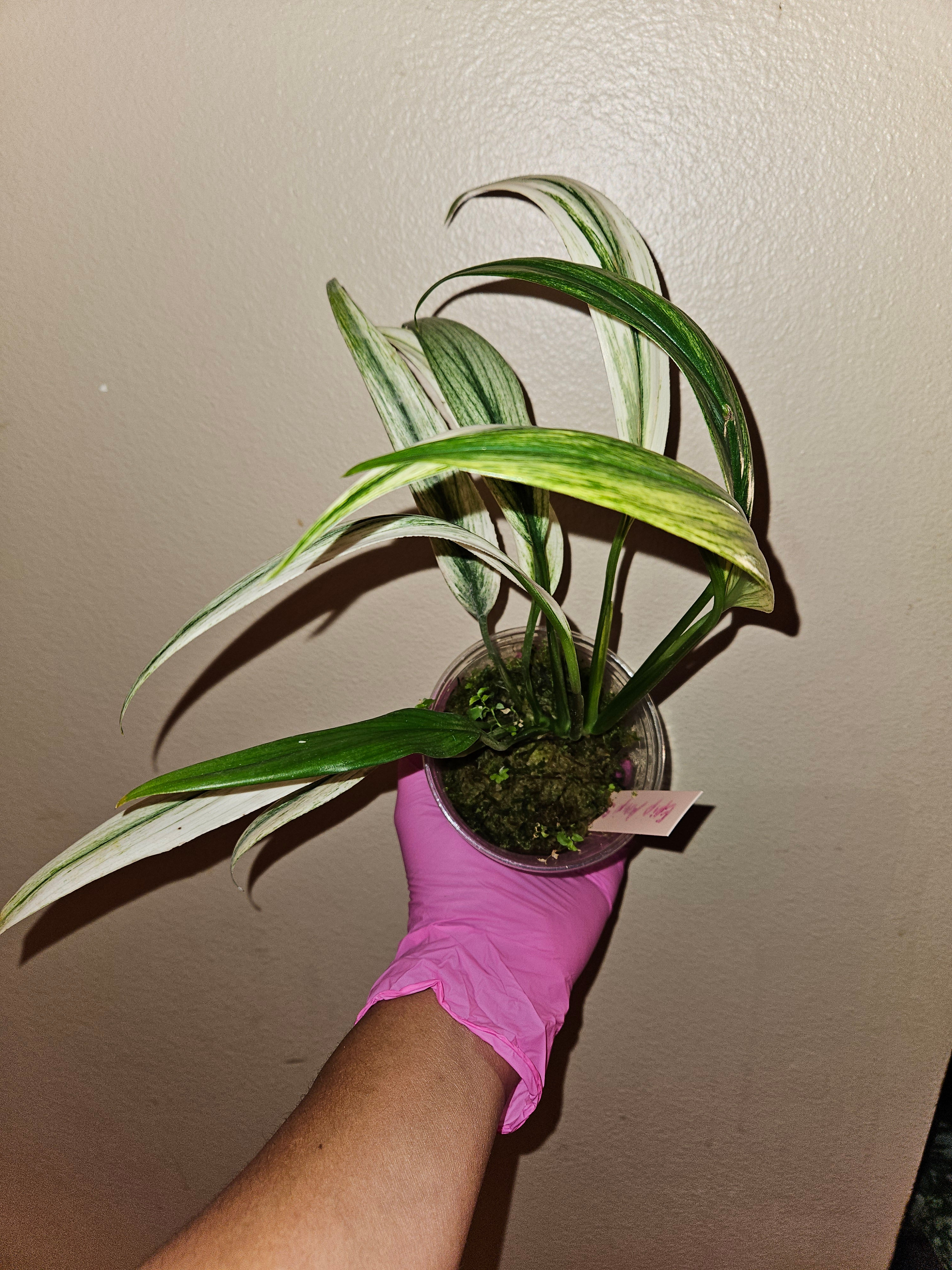 Epipremnum Amplissimum Silver