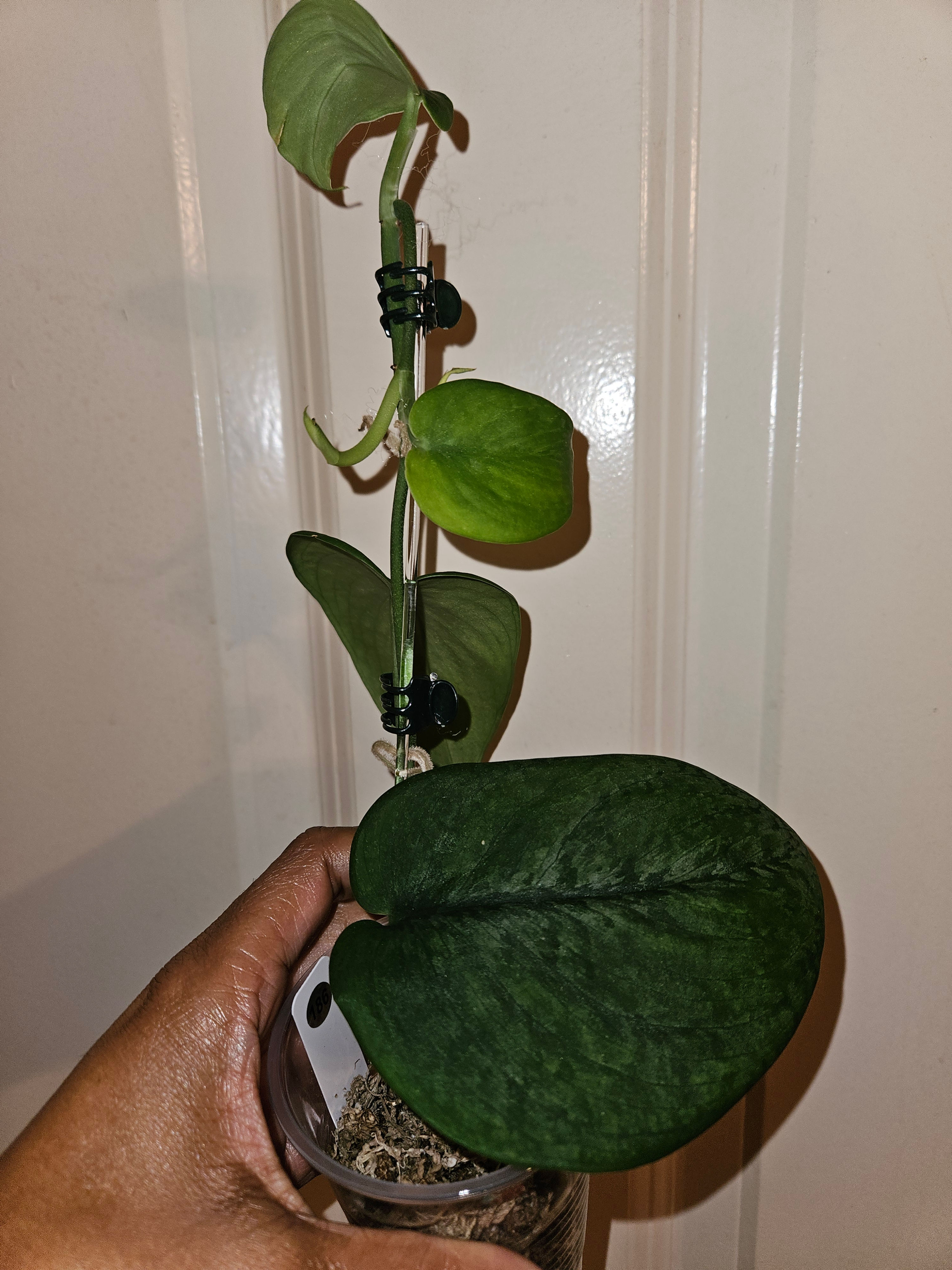 Scindapsus Silver Shield
