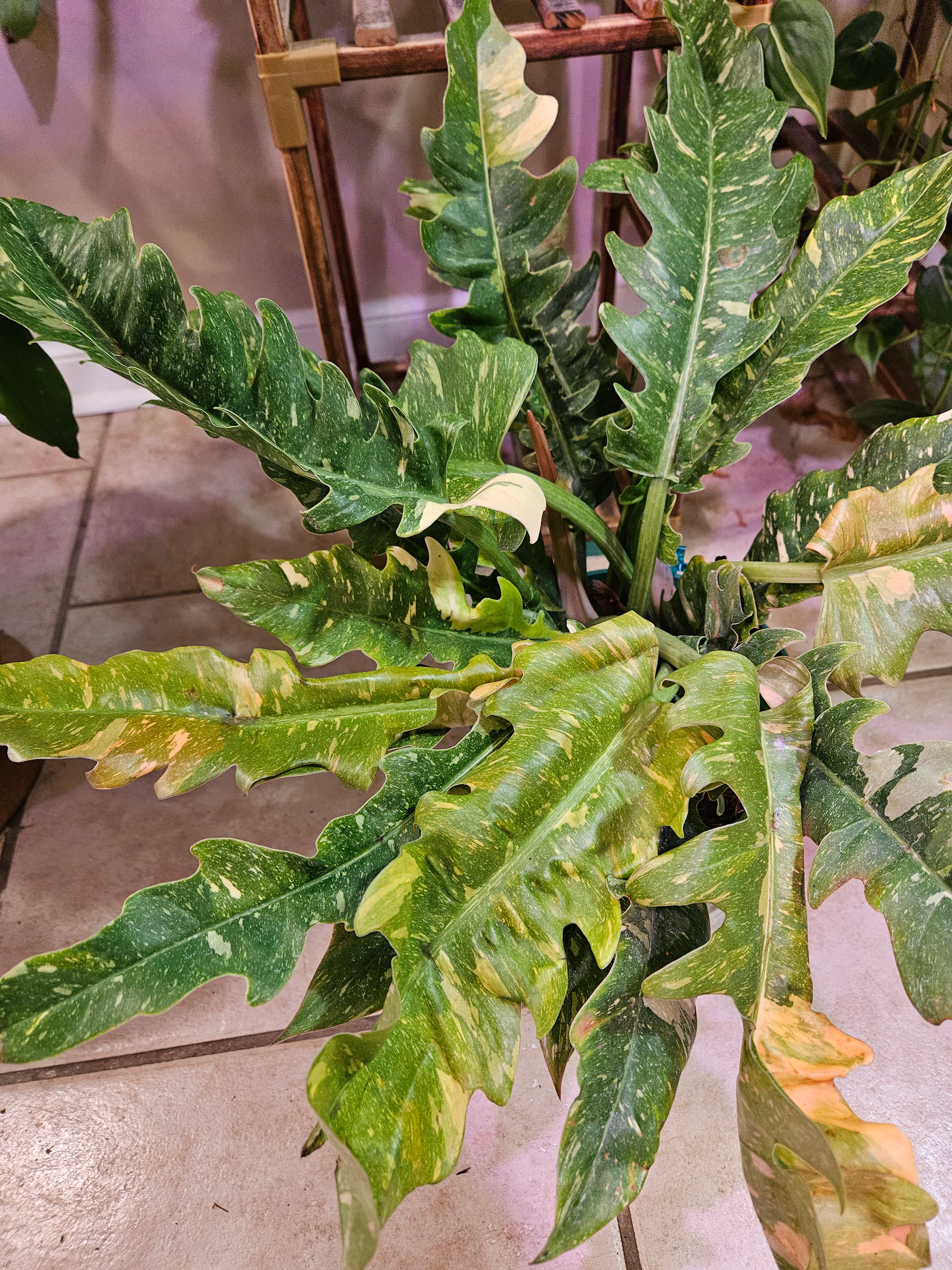 Philodendron Ring of Fire