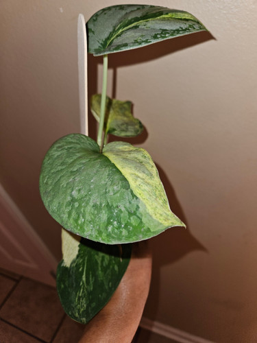 Scindapsus Tilung Supermoon | P-Leaves' POP