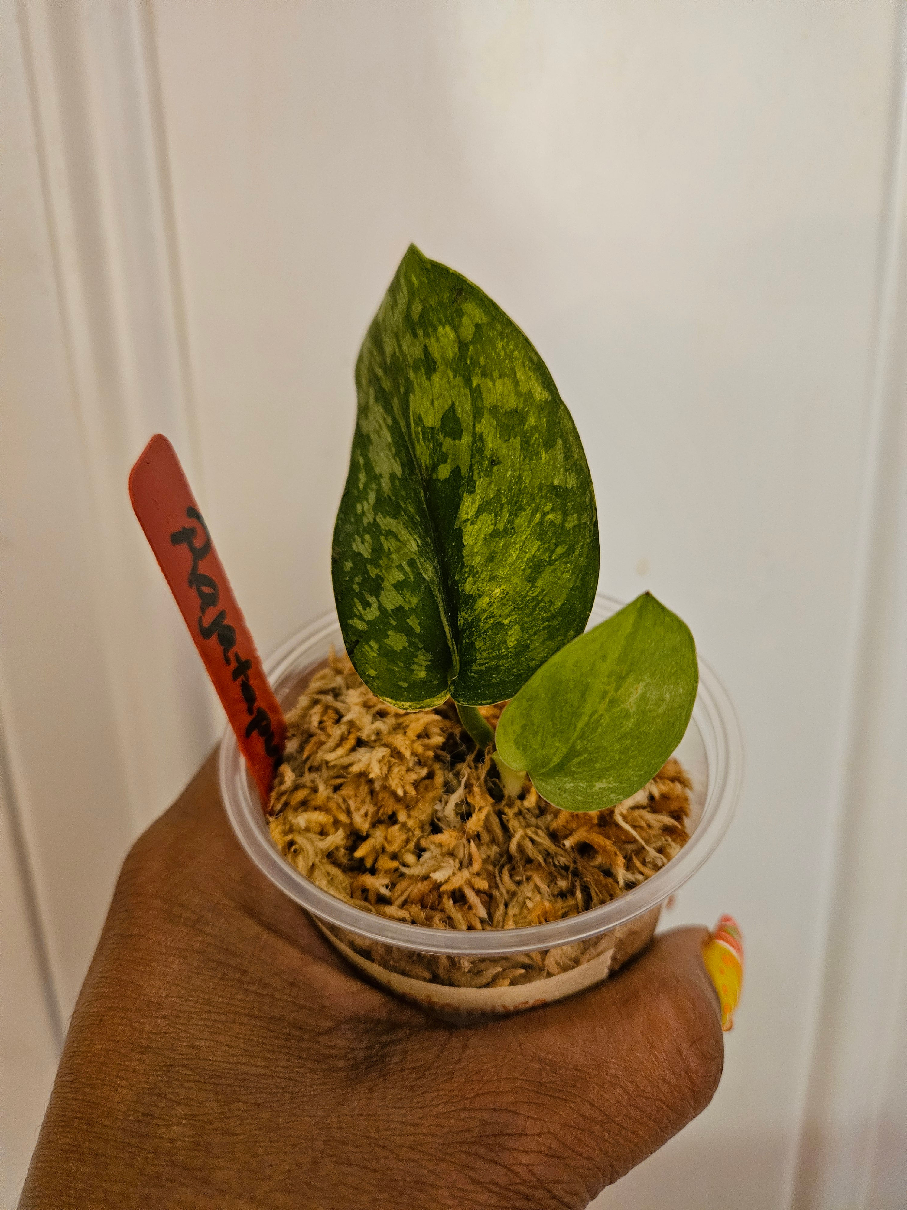 Scindapsus Rajatapura