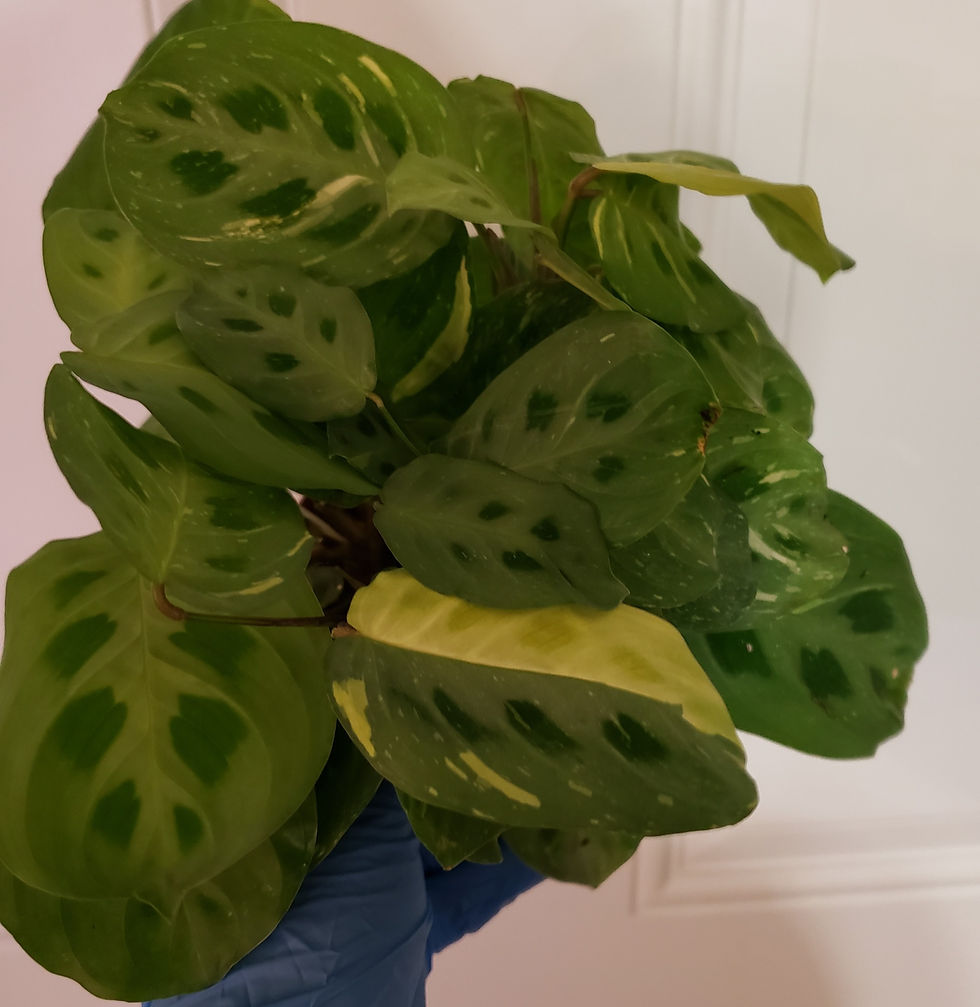 Maranta Leuconeura Var. Kerchoveana 'Variegata'