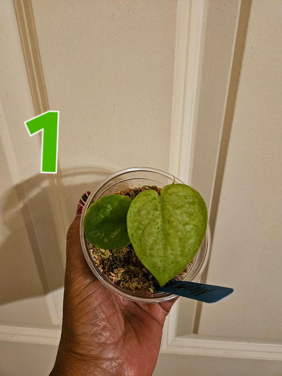 Thumbnail: Scindapsus Silver Knight Mojito