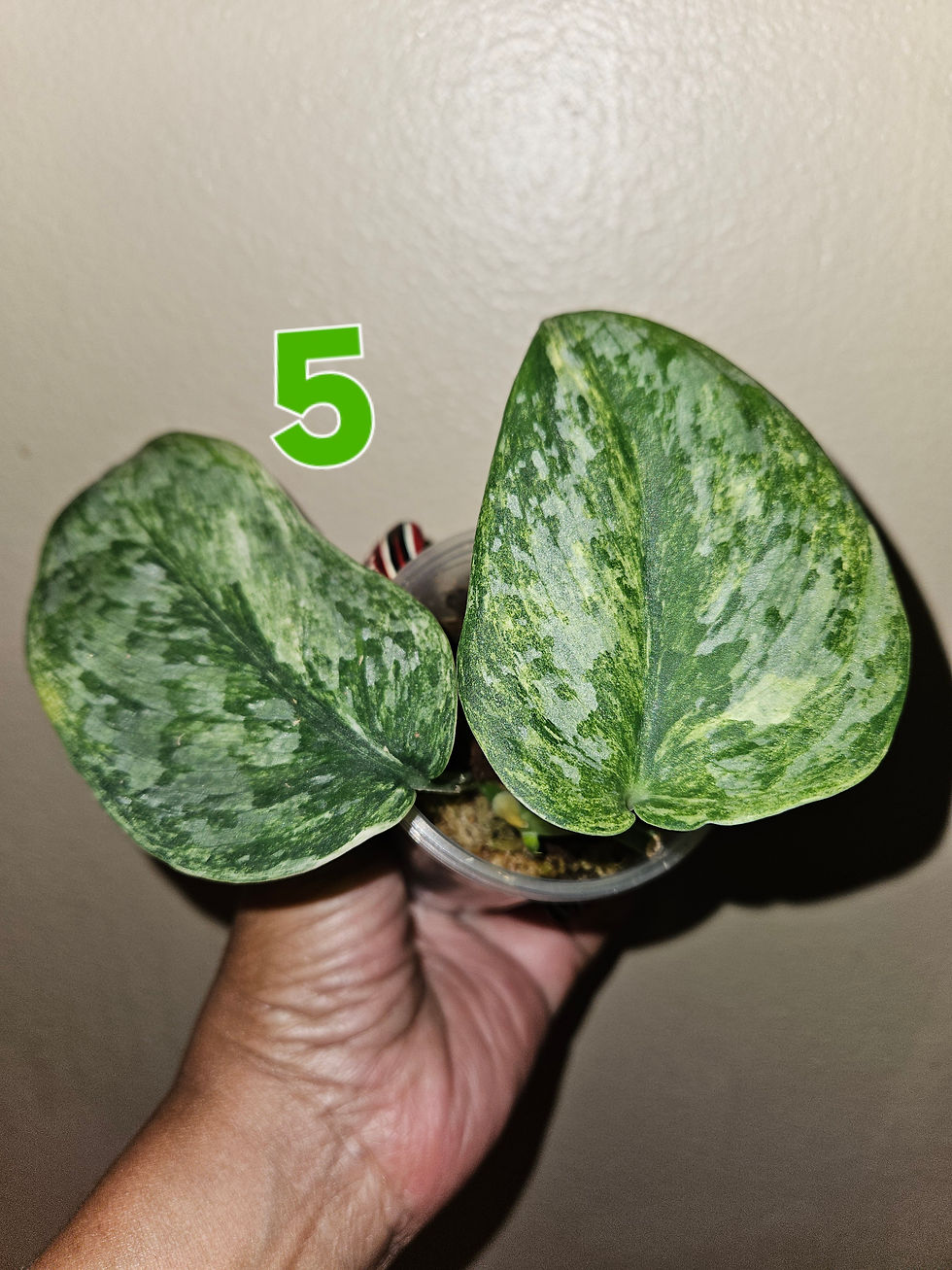 Miniature : Scindapsus Exotica 'Acintya'