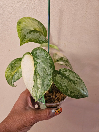 その他観葉植物 scindapsus prabu Scindapsus Exotica Prabu | P-Leaves' POP