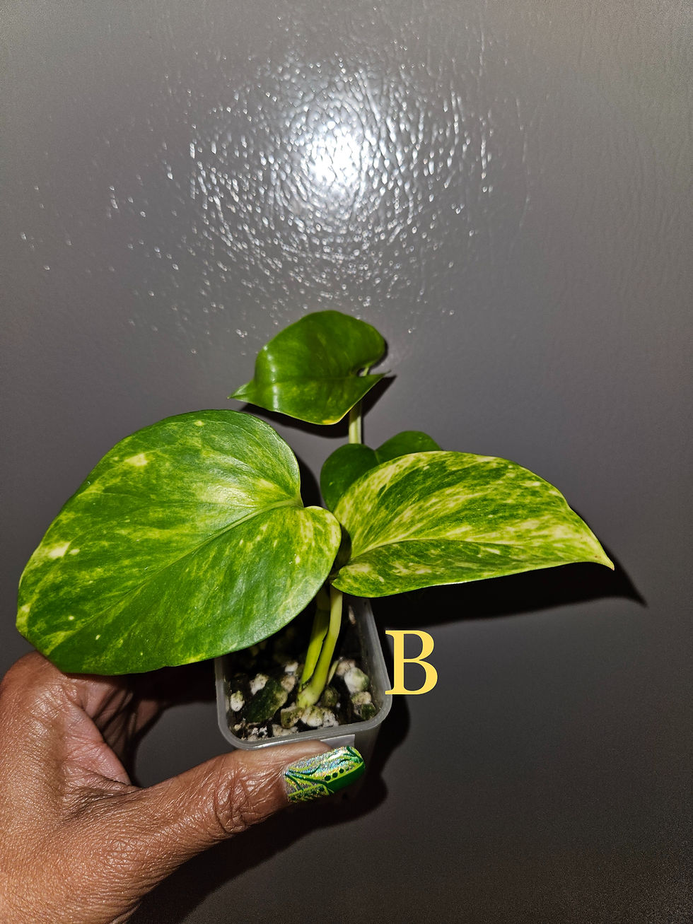 Miniaturbild: Epipremnum Teruno Madonna