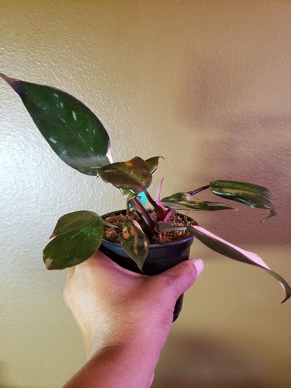 Miniature : Philodendron Erubescens 'Pink Princess'