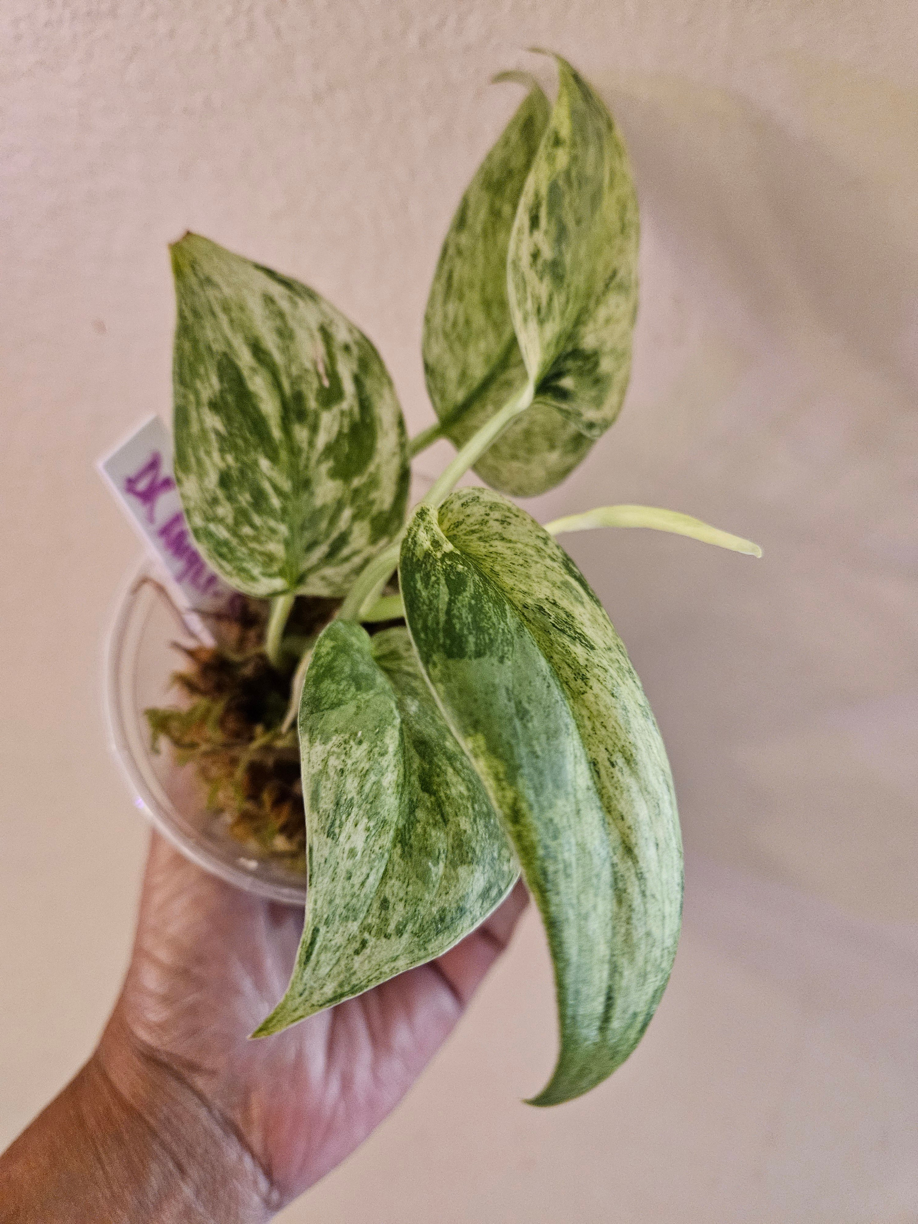 Scindapsus Dark Knight