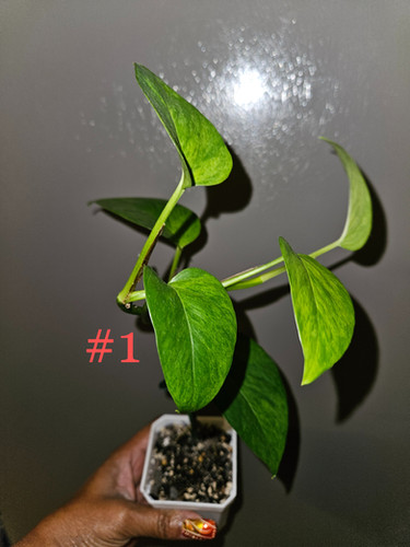 succulent of the month club 2 succulents/ month - 6 month Subscription