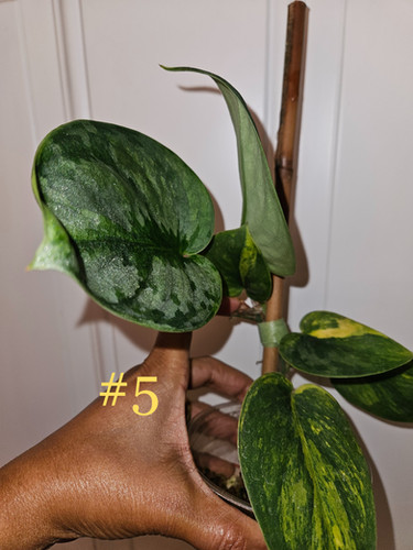 その他観葉植物 scindapsus garawa Scindapsus Garawa | P-Leaves' POP