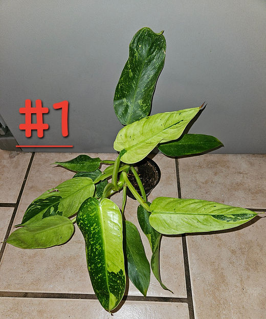 Philodendron Fiesta Jose Bueno | P-Leaves' POP