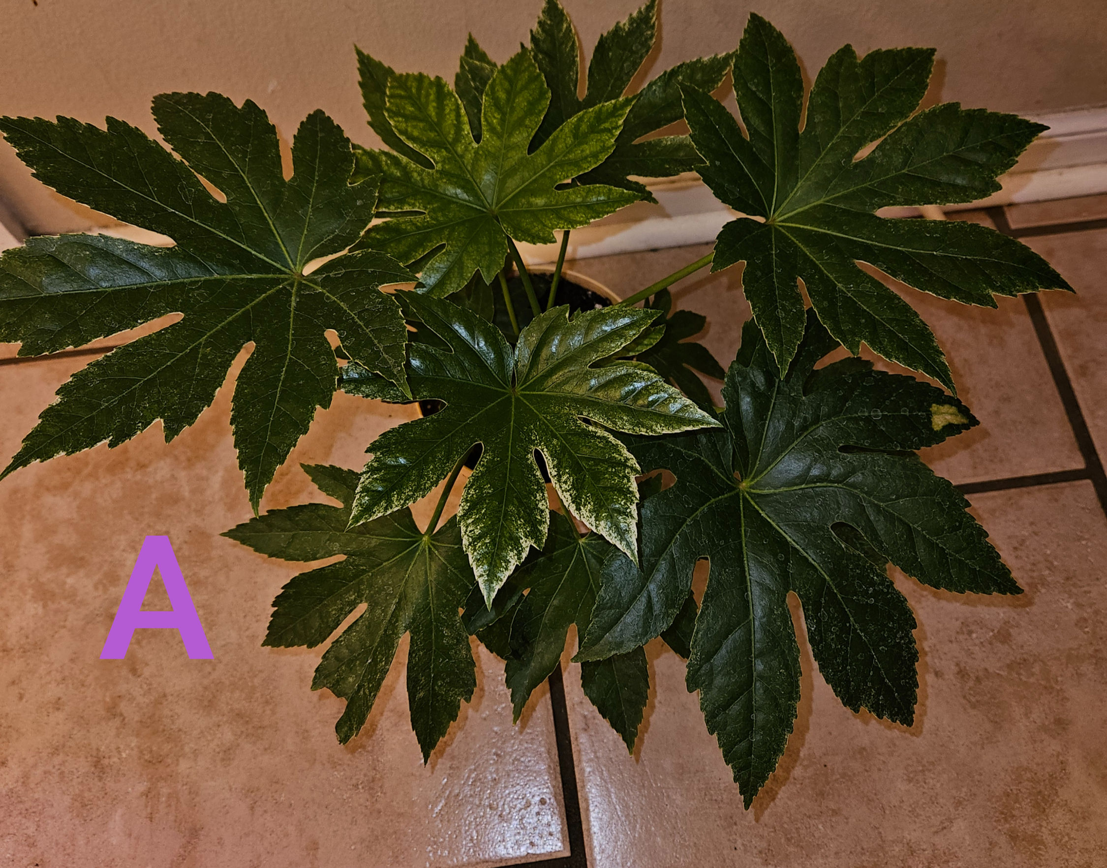 Fatsia Japonica