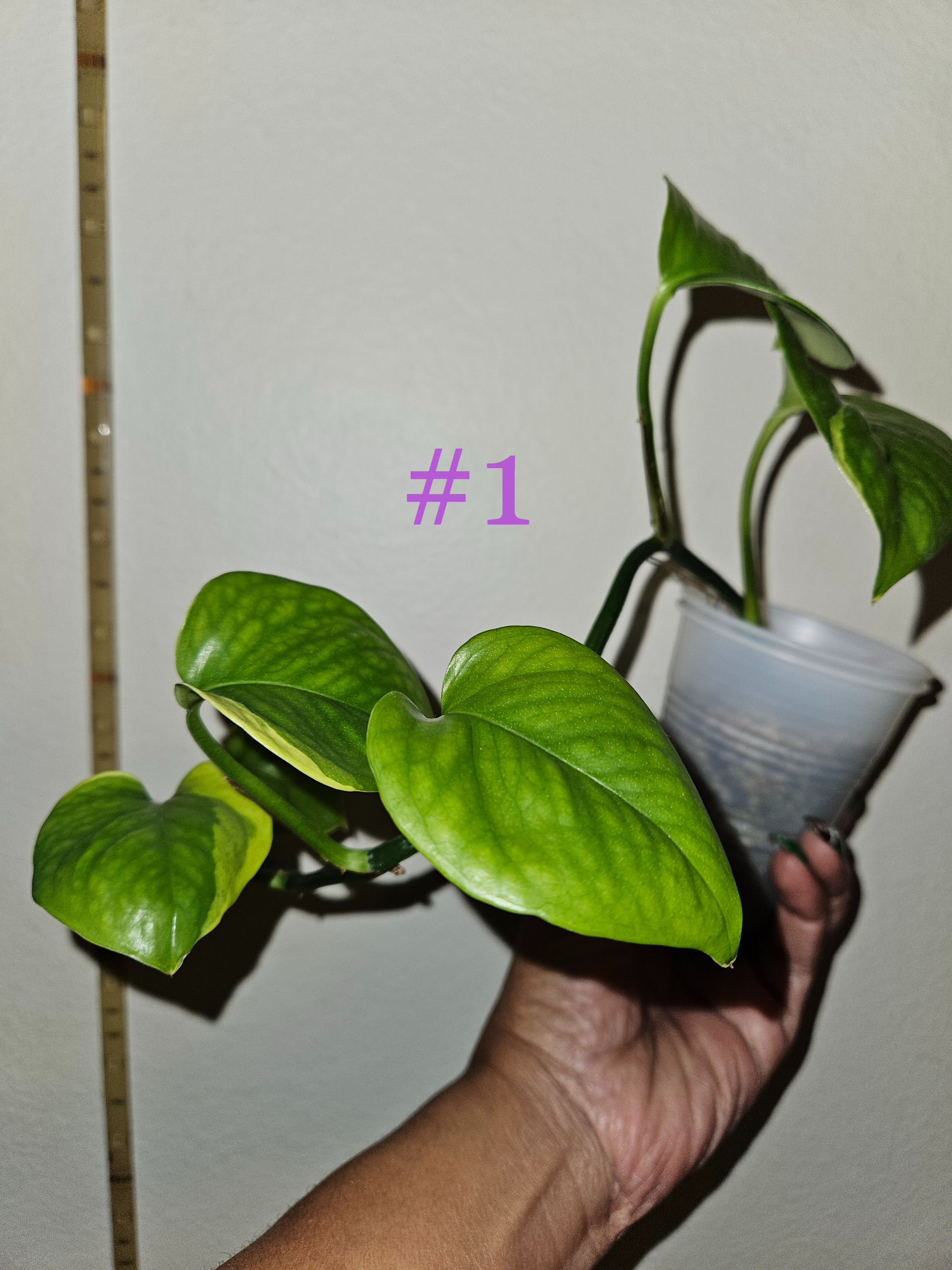 Epipremnum Aureum Manjula Poonsin