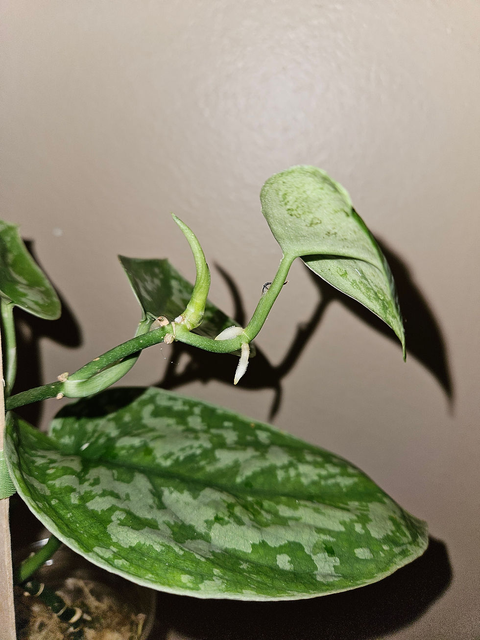 Miniature : Scindapsus Exotica 'Macaro'
