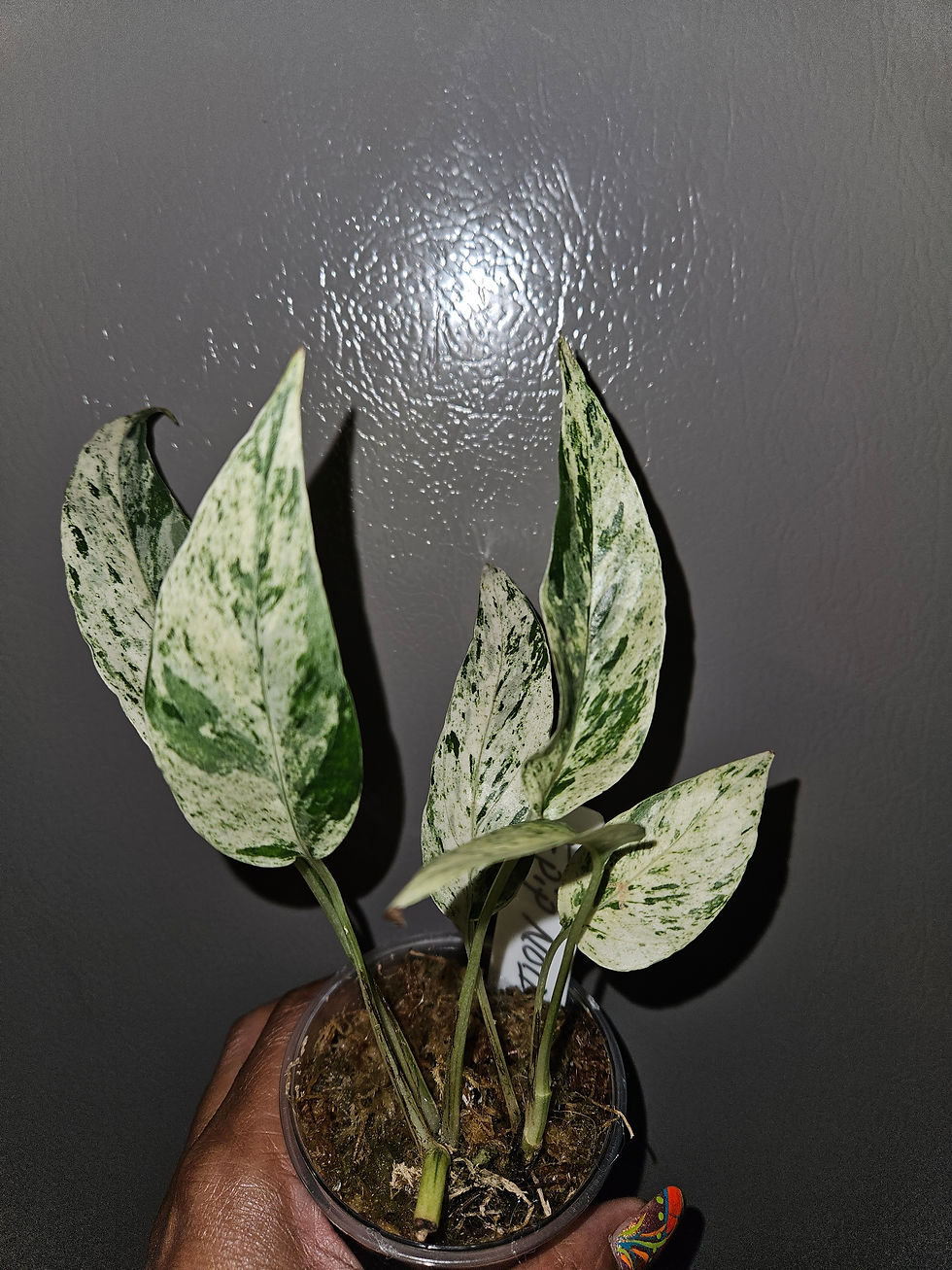 Thumbnail: Epipremnum NOID