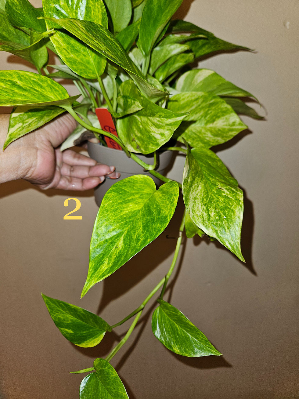 Miniatura: Epipremnum Aureum 'Neon Queen'