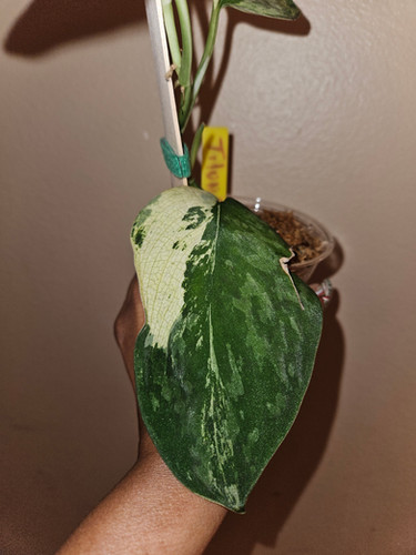 Scindapsus Tilung Supermoon | P-Leaves' POP