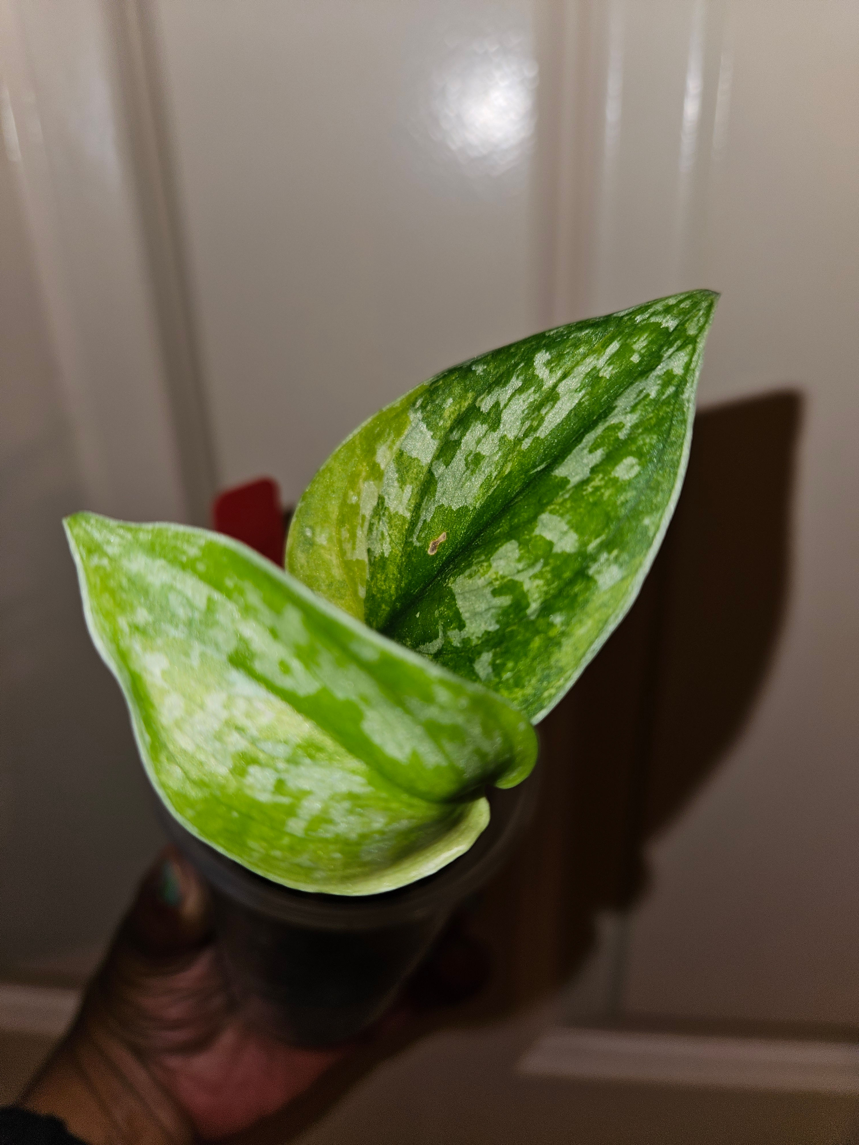 Scindapsus Exotica Prabu