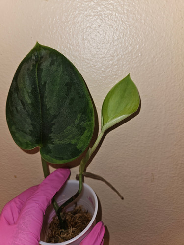 Scindapsus Garawa 3枚葉 ガラワ Scindapsus Garawa | P-Leaves' POP