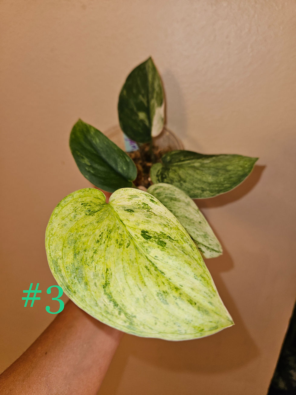 Miniature : Scindapsus Parahyangan