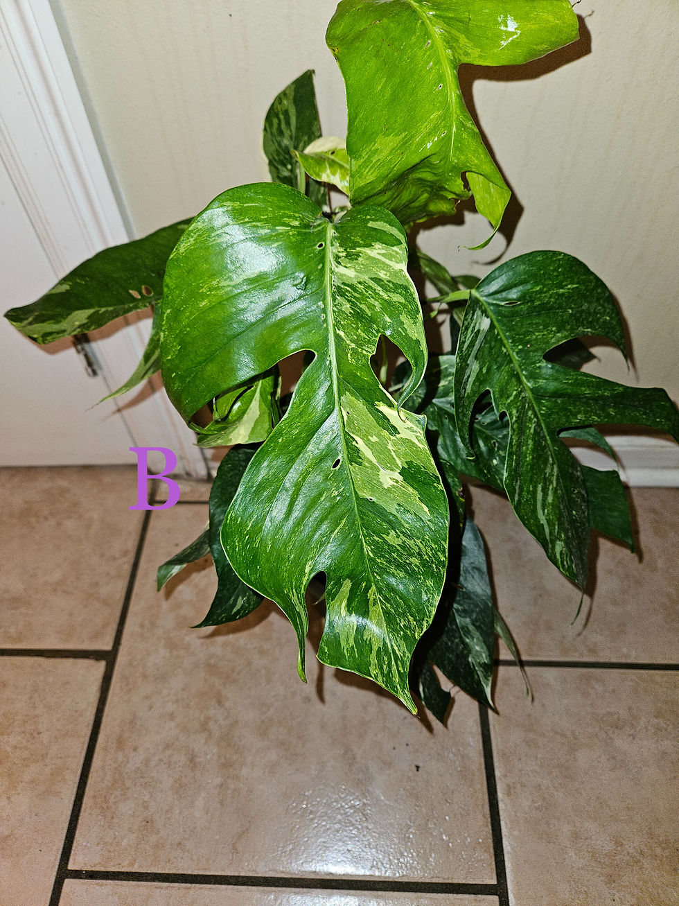 Miniatura: Epipremnum Pinnatum Albo