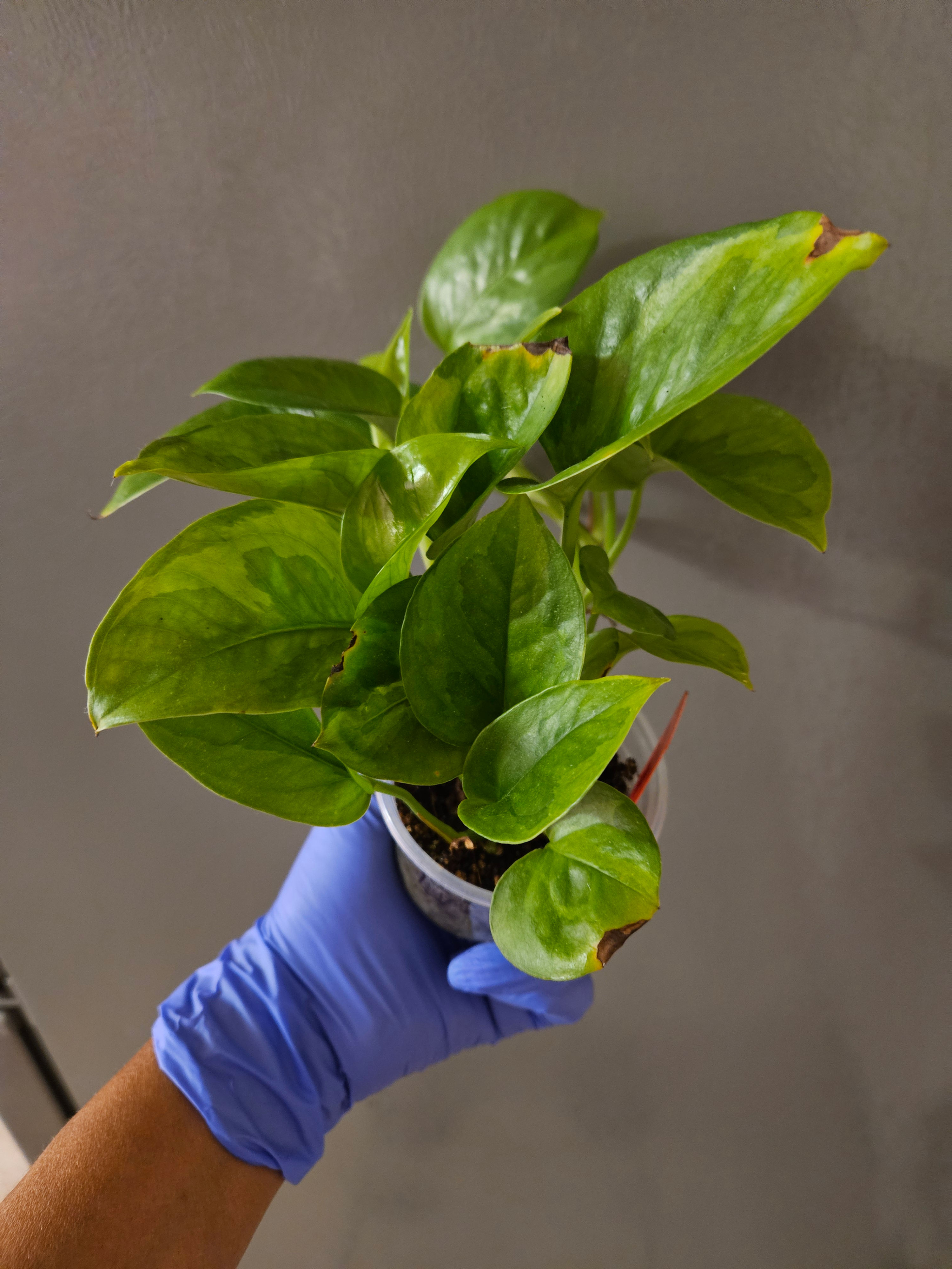 Epipremnum Aureum Lemon Meringue
