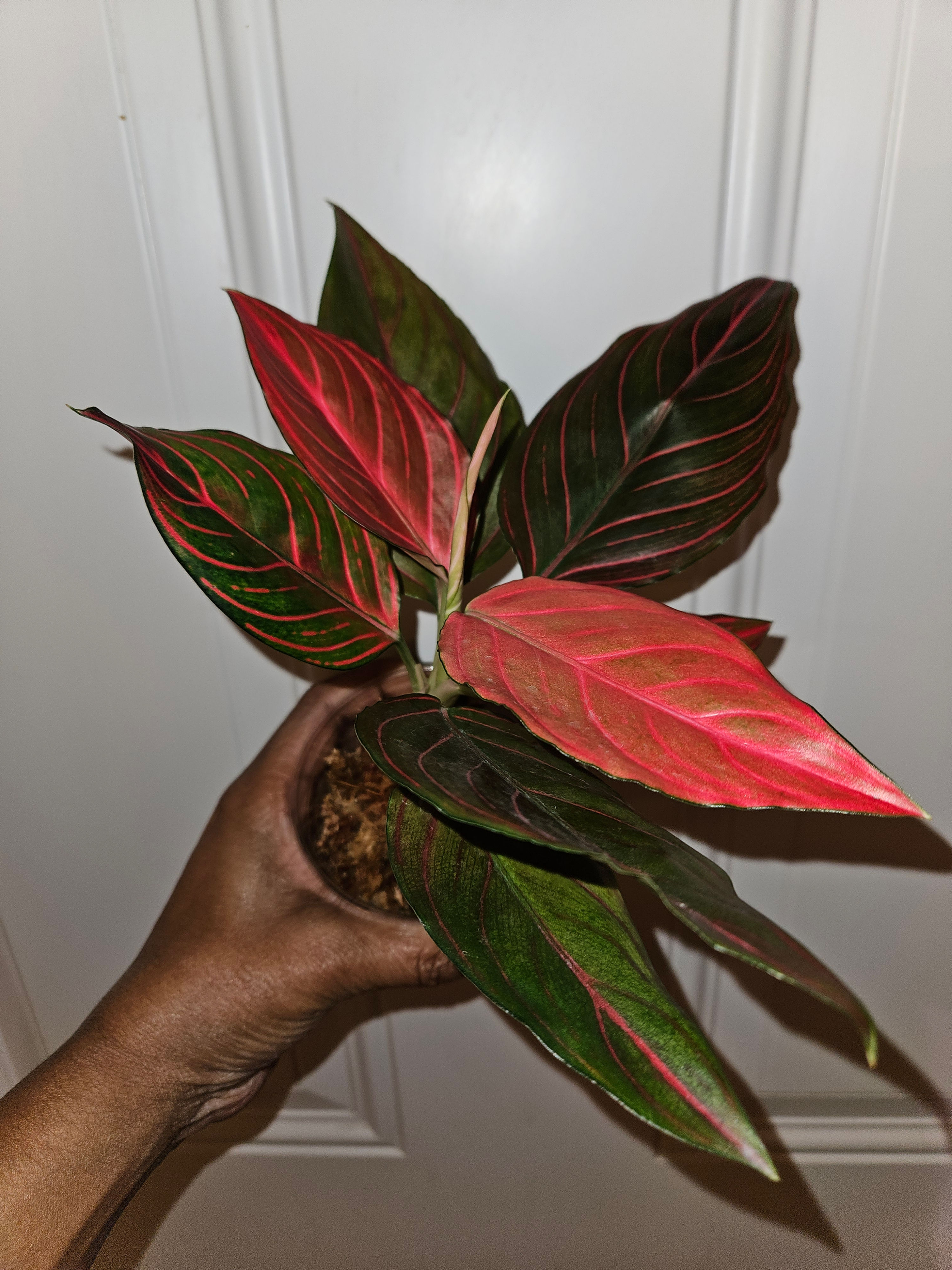Aglaonema 'Red Veins'