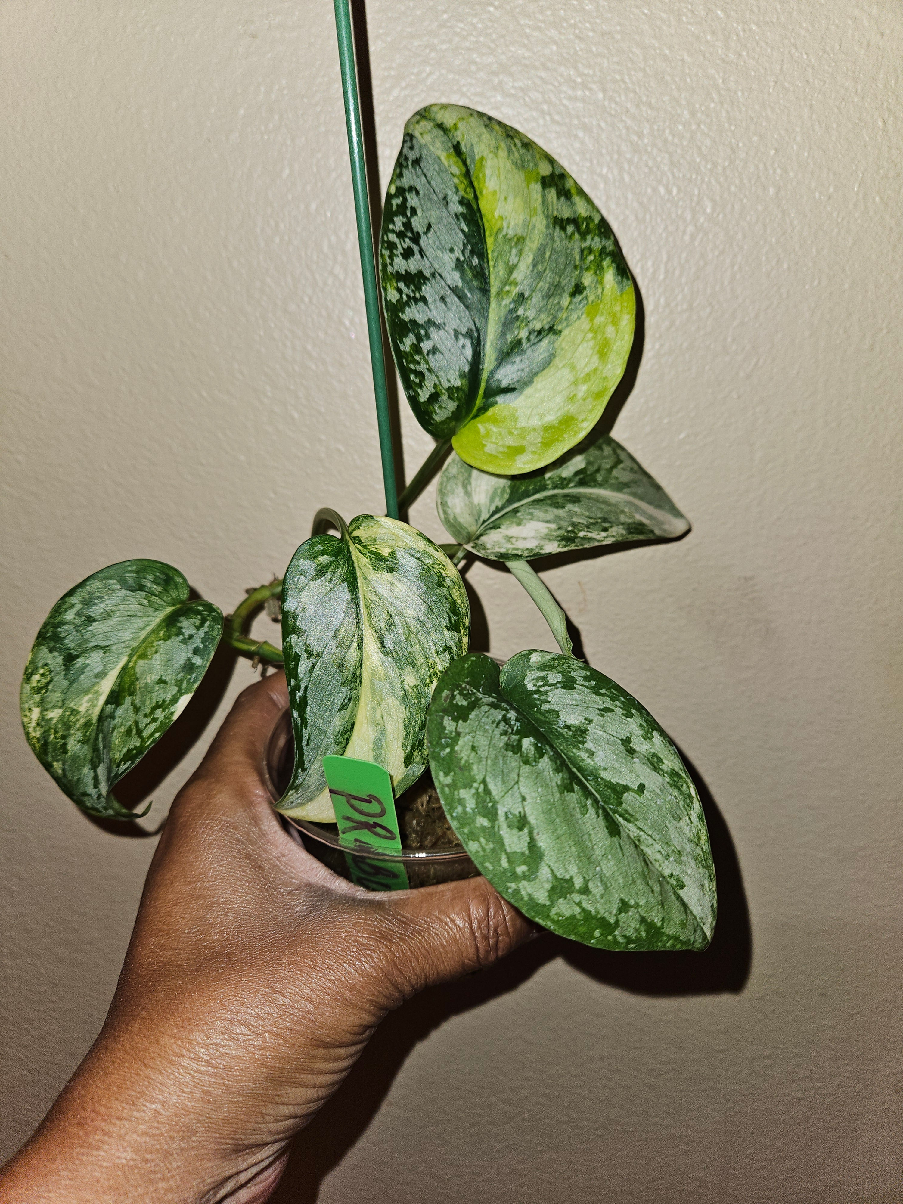 Scindapsus Exotica Prabu