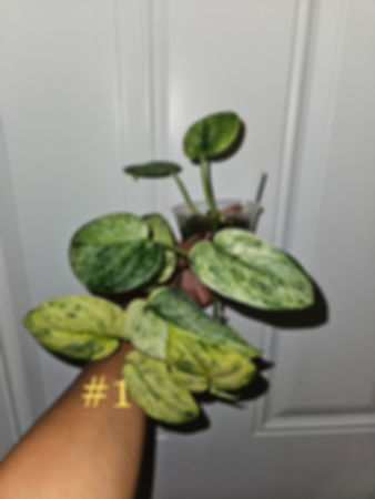 Scindapsus Pictus 'Halimoon'