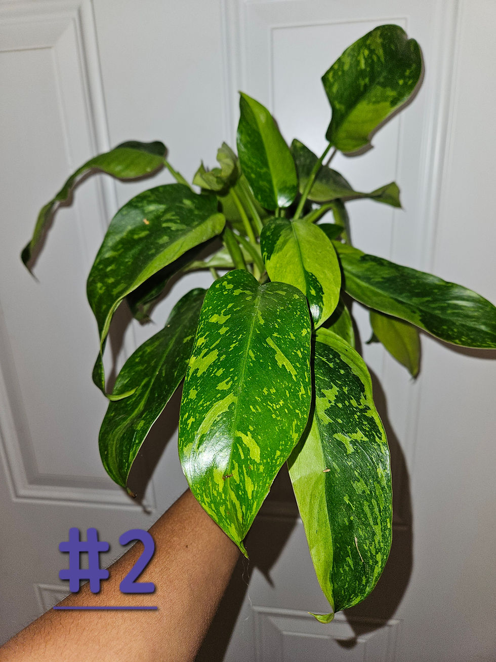Miniaturbild: Philodendron Fiesta Jose Bueno