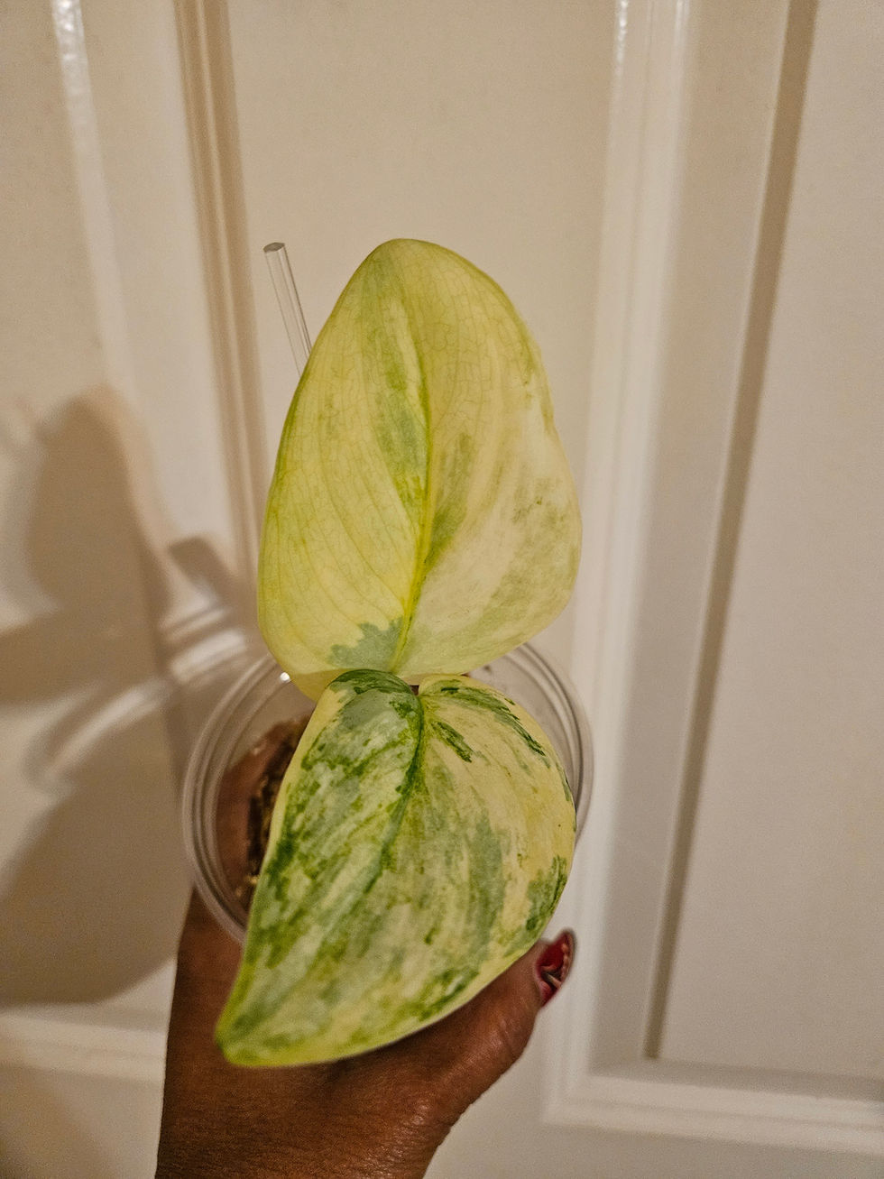 Thumbnail: Scindapsus Exotica Tricolor Trinity