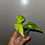 Миниатюра: Epipremnum Aureum Junior