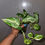 Миниатюра: Epipremnum Aureum Glacier