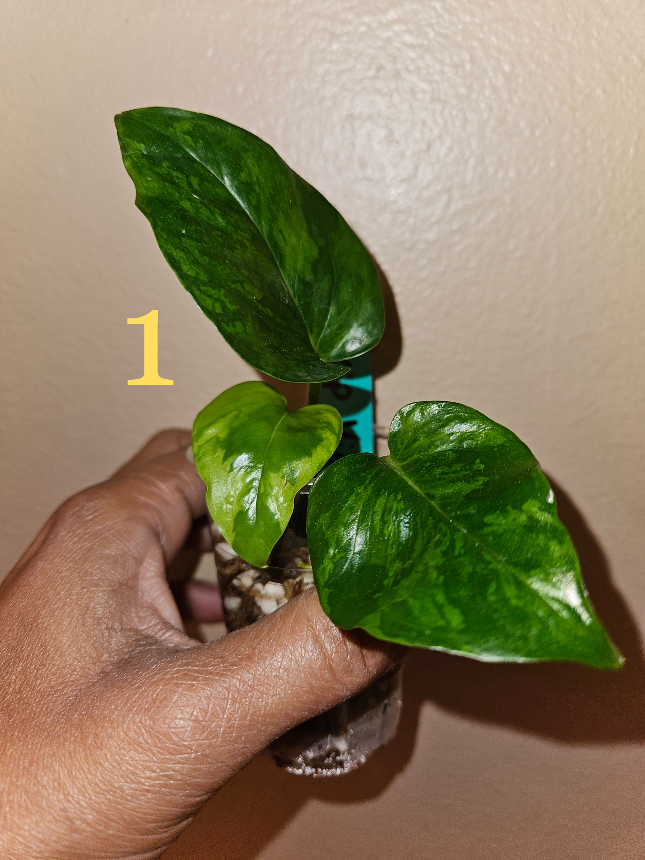 Epipremnum Aureum 'Teruno Camouflage'