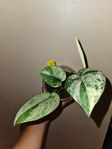 Scindapsus Yupa ハーフムーン Scindapsus Yupa Scindapsus Yupa